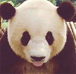 超萌多重表情包图片大全1