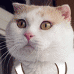 表情代表爱情的图片5