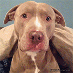 赵瑞龙不允许表情包9