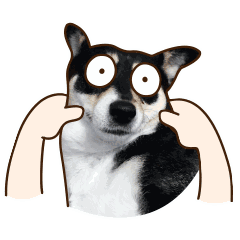 可爱小狗的表情包大全6 可爱小狗的表情包大全6