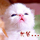 张学友表情包大全12