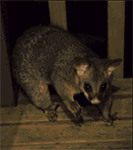 12组冷的的emoji表情6