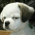 女学生沙雕表情包1