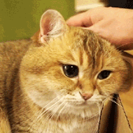 鄙视文字表情复制5