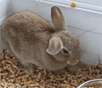 可爱小孩微信表情包下载2