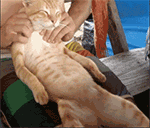 第五人格表情包暴走8