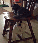 fgo本群现状表情包11 fgo本群现状表情包11