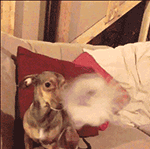 这个特别能吃的萝莉动漫表情包5 这个特别能吃的萝莉动漫表情包5