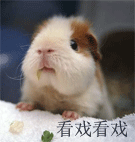 巨可爱表情包微信7 巨可爱表情包微信7