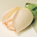 松鼠表情包手绘1 松鼠表情包手绘1