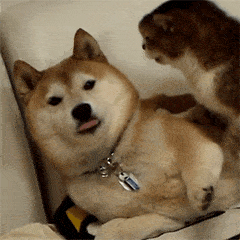 同学群的聊天表情图片大全10 同学群的聊天表情图片大全10