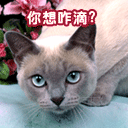 手机上表情写字怎么显示出来?8 手机上表情写字怎么显示出来?8