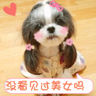 qq超大霸屏表情包熊猫9