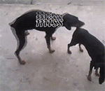 调侃别人要懂礼貌表情包4