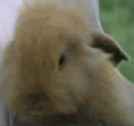 抖音搞怪动漫动物表情包3