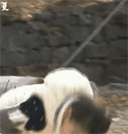 爱情公寓曾小贤大笑的视频3