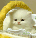 歧视表情包动漫6 歧视表情包动漫6