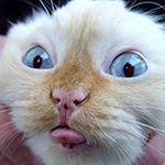 春节祝福表情包在哪里找到10 春节祝福表情包在哪里找到10