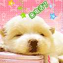 我宣布个是动态表情2