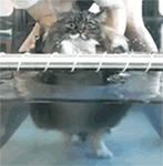 动物新年祝福表情包2