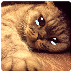 丑鸭表情包1 丑鸭表情包1