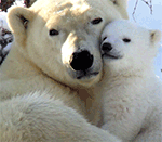 qq抠鼻子的表情包什么意思9 qq抠鼻子的表情包什么意思9