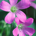 可爱姑娘表情包卡通5 可爱姑娘表情包卡通5