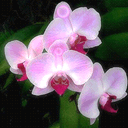 张学友表情包原视频2 张学友表情包原视频2