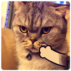 高飞的表情大全2