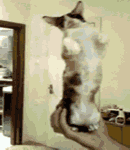 2021年三八妇女节祝福动态图片1 2021年三八妇女节祝福动态图片1