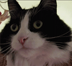 滑稽小白兔表情包5 滑稽小白兔表情包5