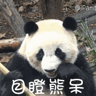 魔性小熊沙雕表情包8 魔性小熊沙雕表情包8