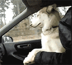 带图案和文字表情包1 带图案和文字表情包1