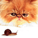 尤拉表情包原神14