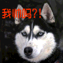 唉搞笑的表情5 唉搞笑的表情5