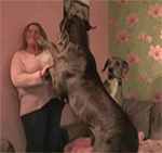 家庭表情包手绘11 家庭表情包手绘11