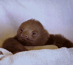 爱情是一把枷锁表情包图片3